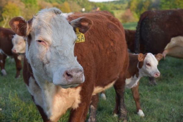 Until the Cows Come Home by Mark Aumann