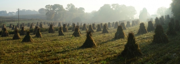 Amish Corn Harvest by Richard Wunsch