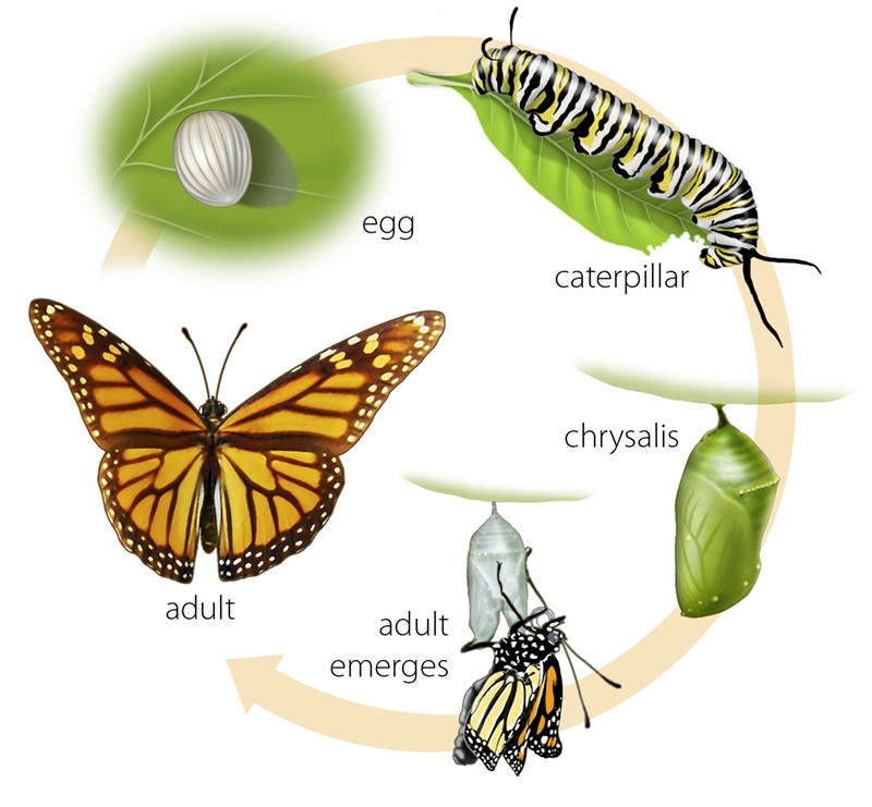 butterfly_lifecycle