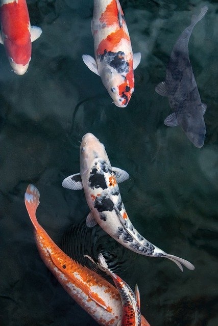 Koi Fish