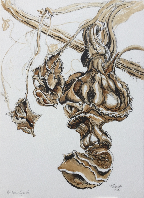 Janice Roberts | Heirloom Squash | Coffee ink graphite - 15x12 | $140