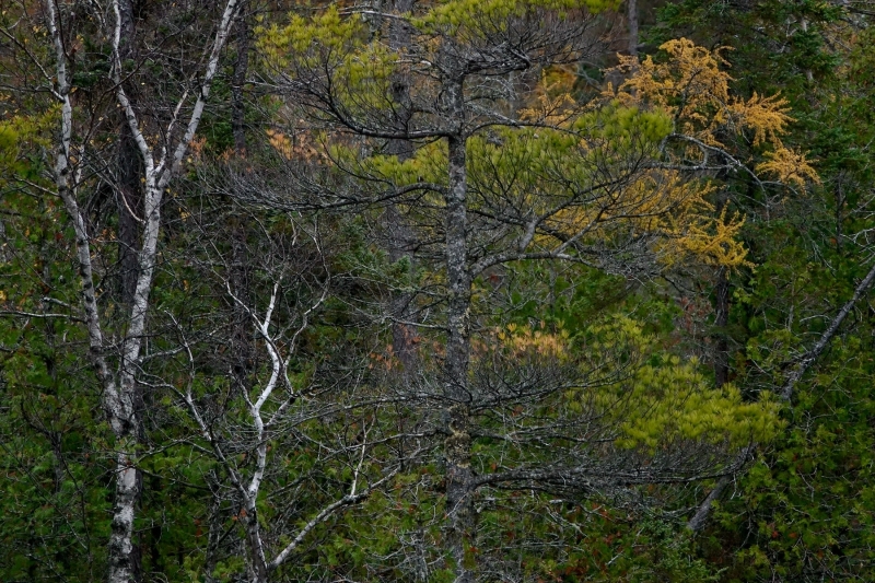 jeff-henry_sand-point-marsh-trail_digital-photograph_10x15_not-for-sale-2