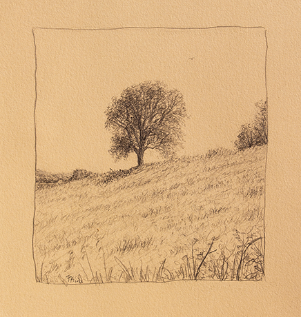 Hillside Tree by Trevor Knapp - 6.5 x 7.5 | $350